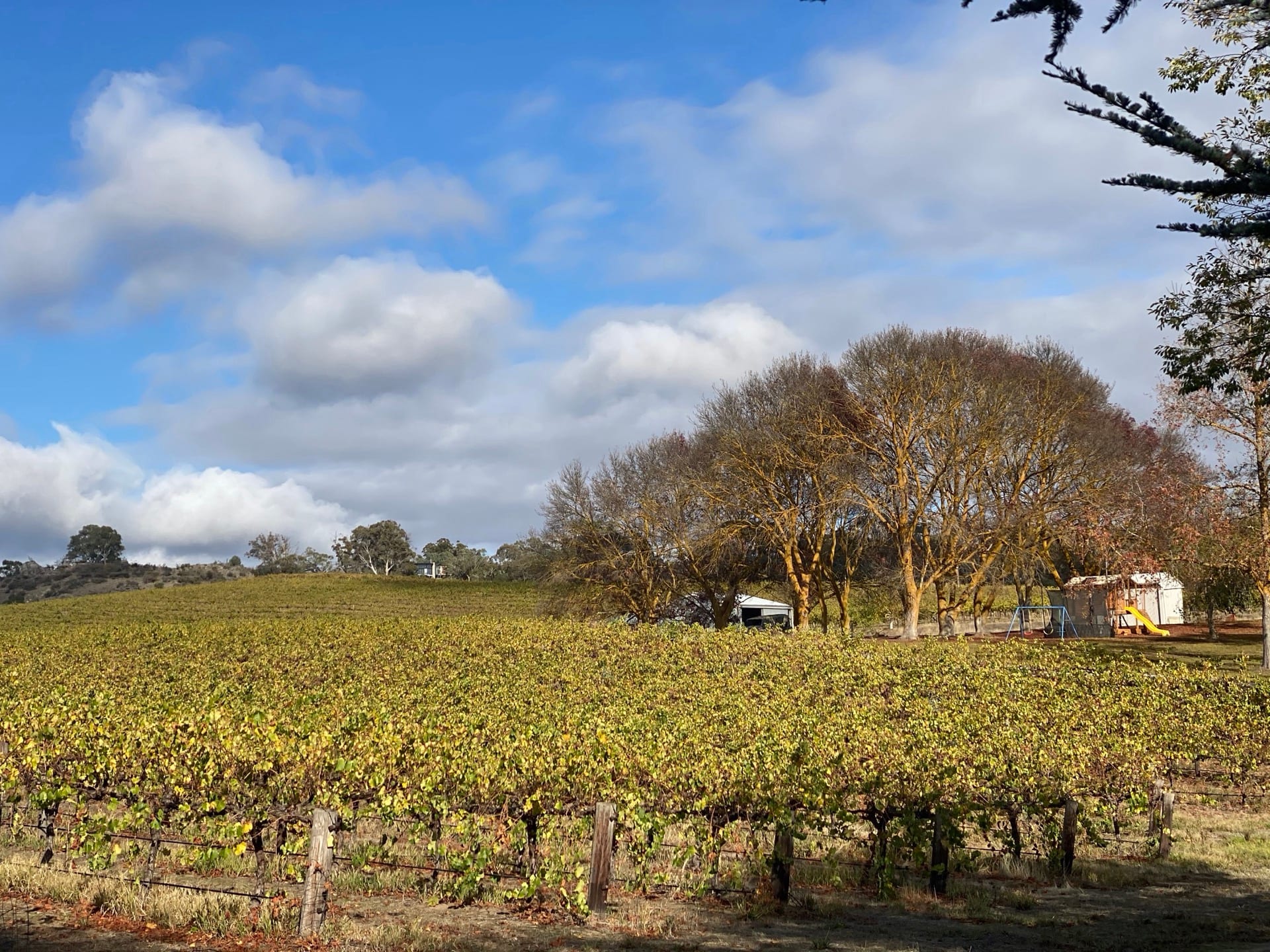 Wide vineyard view with mature trees